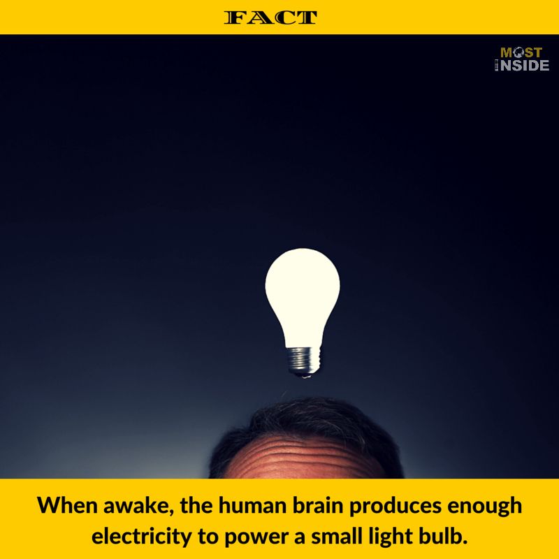 Brain Facts