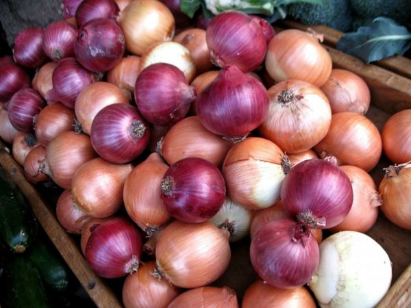 Onions Don’t Have to Refrigerate