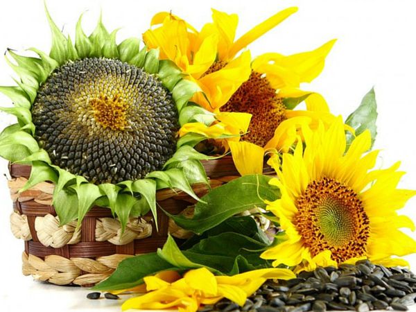 Sunflower Seeds Help in Preventing Cancer