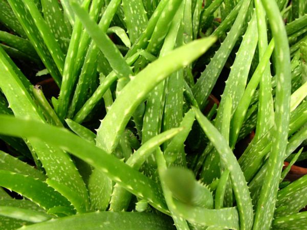 Aloe Vera Leaves