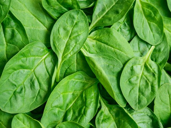 Spinach Images