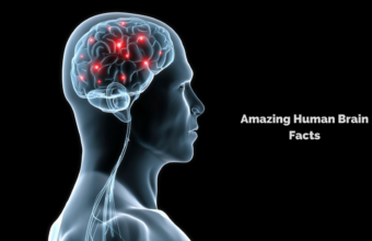 Amazing Human Brain Facts