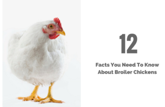 12 Facts You Need To Know About Broiler Chickens