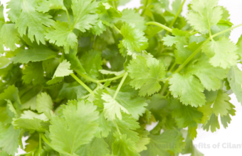 15 Amazing Health Benefits of Cilantro (Coriander Leaves)