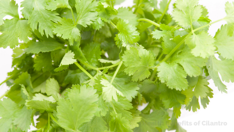 15 Amazing Health Benefits of Cilantro (Coriander Leaves)