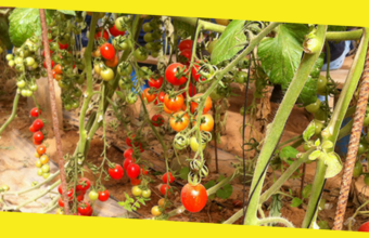 How To Grow Organic Vegetable Garden? – Quick Read