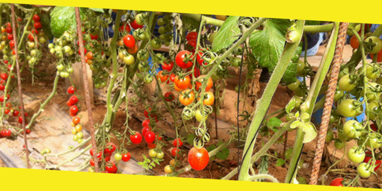 How To Grow Organic Vegetable Garden? – Quick Read