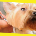 Top Tips to Groom Your Dog