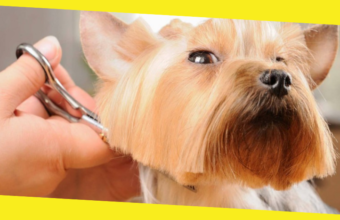 Top Tips to Groom Your Dog