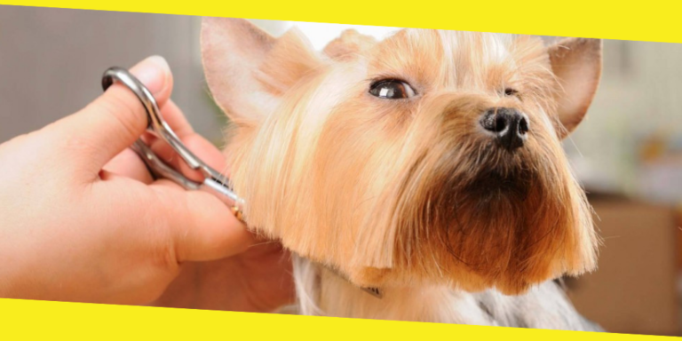 Top Tips to Groom Your Dog