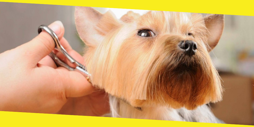 Tips to Groom Your Dog