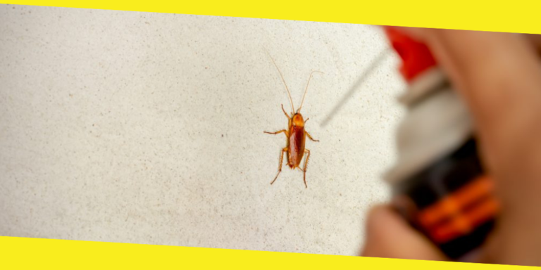 The Way to Get Rid of Roaches