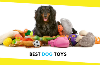 Top 5 Best Dog Toys