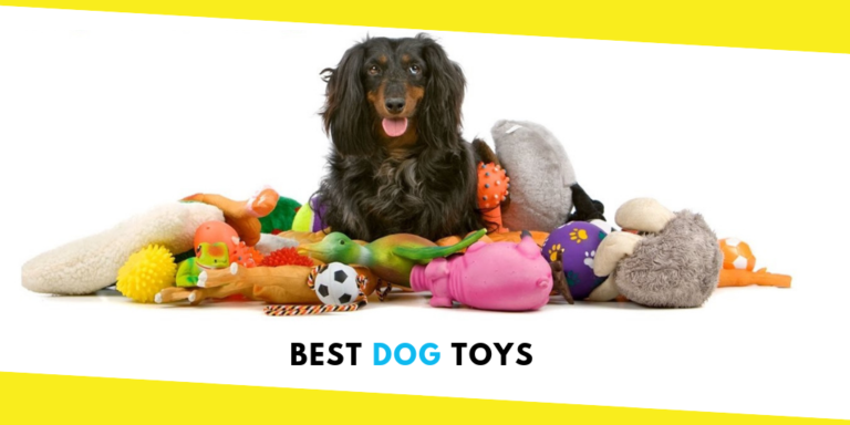 Top 5 Best Dog Toys