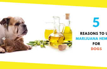 5 Reasons to Use Marijuana Hemp Oil for Dogs