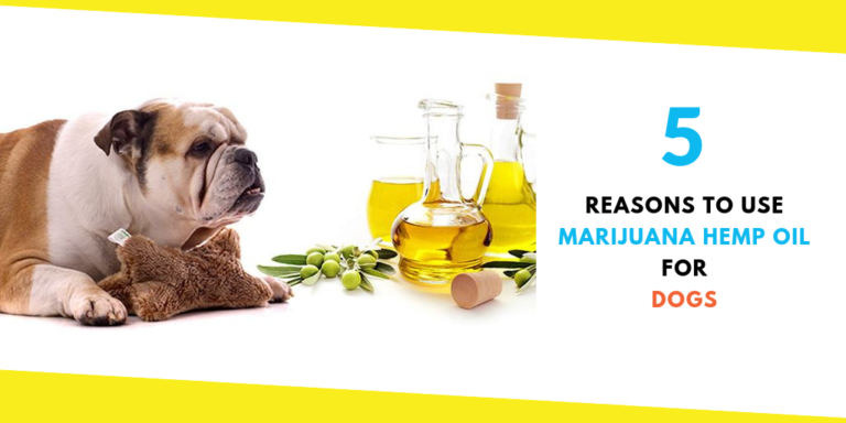 5 Reasons to Use Marijuana Hemp Oil for Dogs