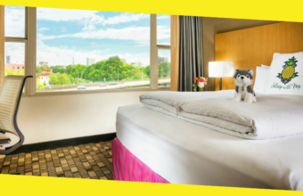 4 Tips for Staying at the Hotel With a Dog