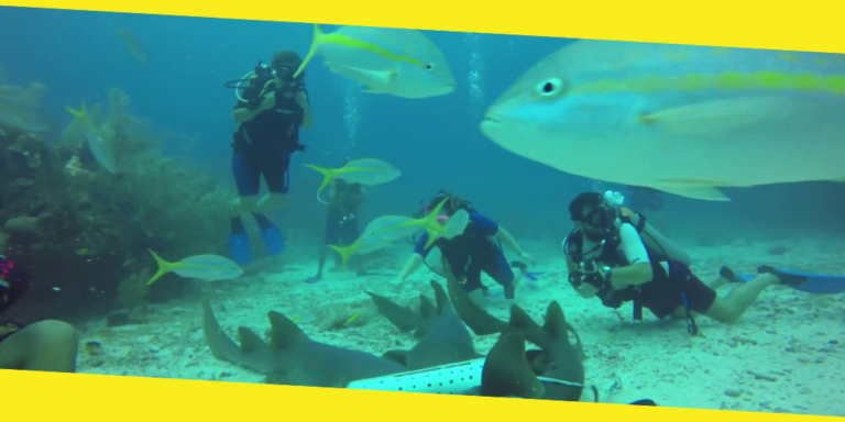 Top Diving Destinations That You Must Visit