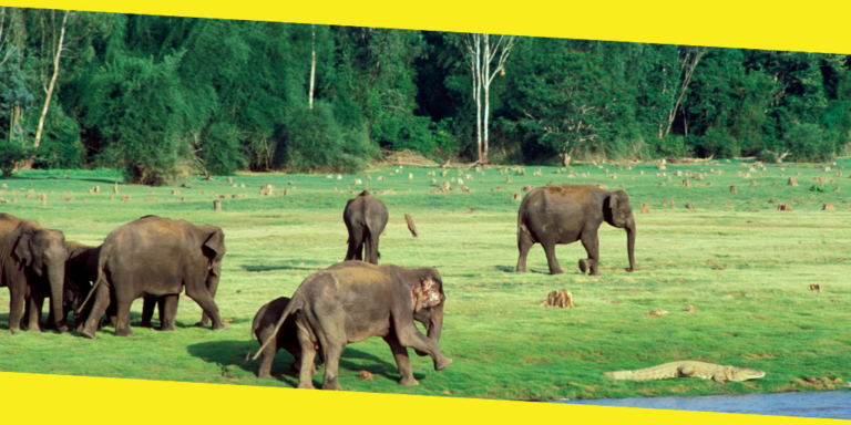 5 Best Wildlife Sanctuaries in Karnataka