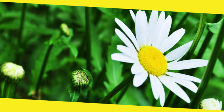 10 Most Beautiful Types of Flowers Native to the UK