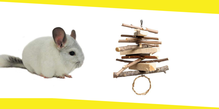 The Best Toys for Chinchillas