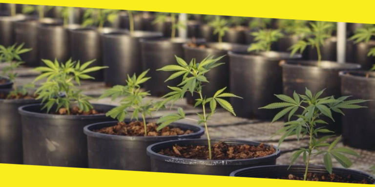 How to Run a Cannabusiness