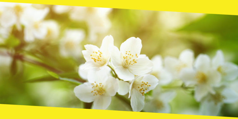 6 Plants with Phenomenal Anti Anxiety Properties