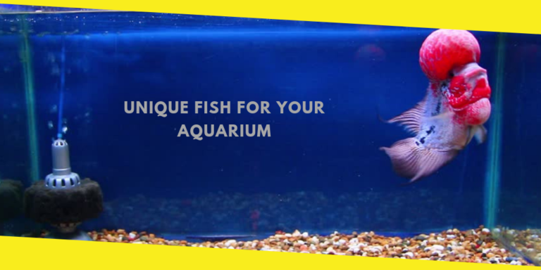 Unique Fish for Your Aquarium