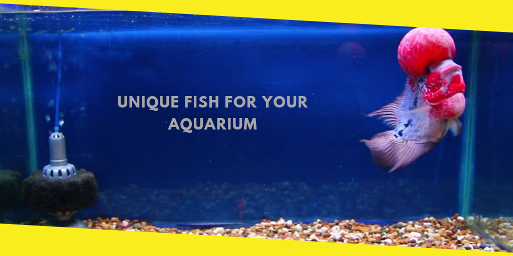 Unique Aquarium Fish