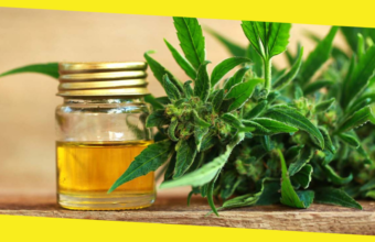 What Is CBD Oil?