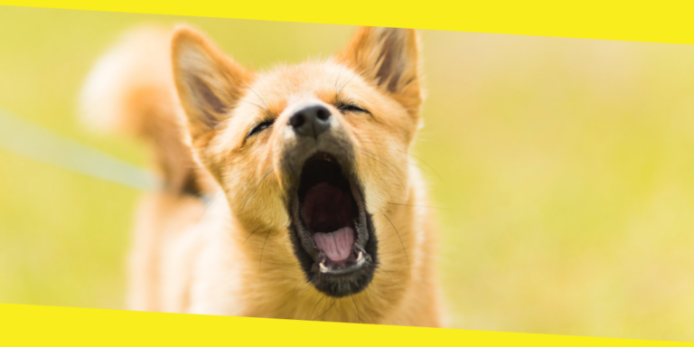 How to Get My Dog to Stop Barking