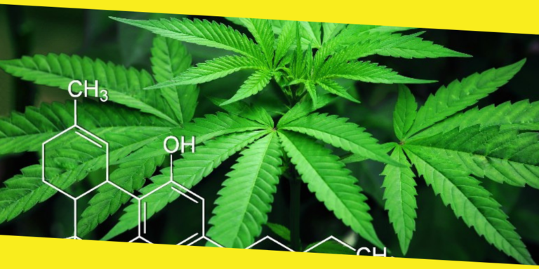 Marijuana Facts │ Social Side Effects of Marijuana