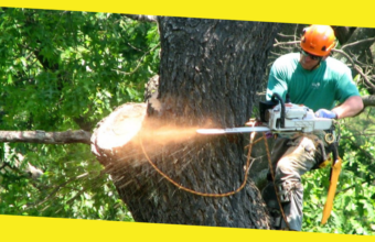 Do You Have a Tree Which Needs Removing on Your Property?