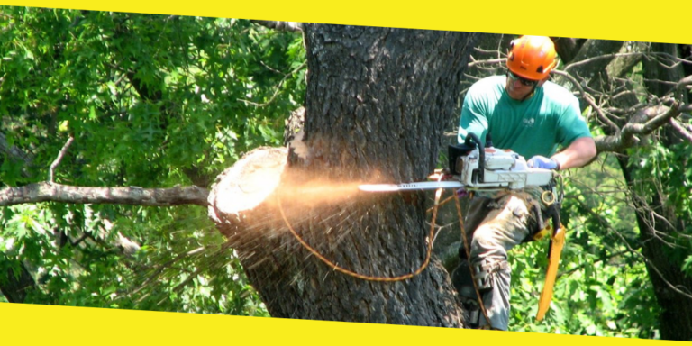 Do You Have a Tree Which Needs Removing on Your Property?
