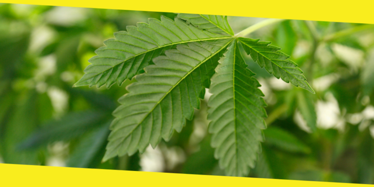 How to Wholesale Start Your Business With CBD?