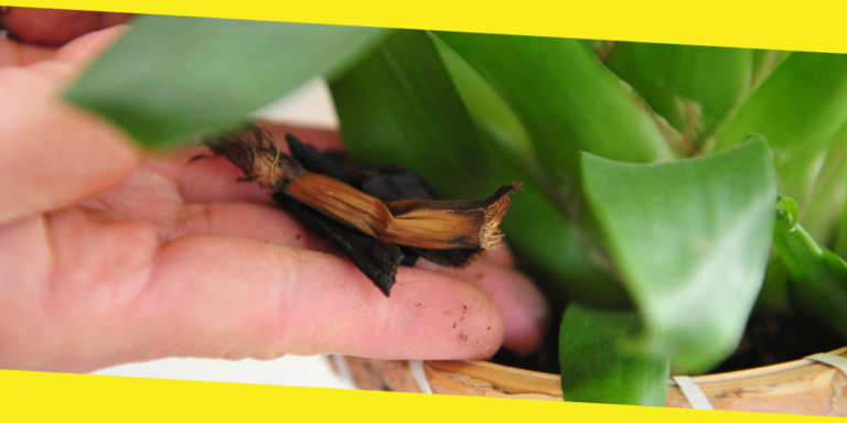 AMUSING Natural Fertilizer Recipes You Will Like to Learn About