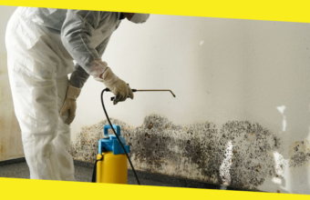 Where to Start with Home Mold Removal?