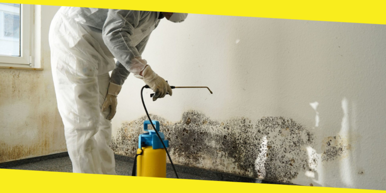 Where to Start with Home Mold Removal?