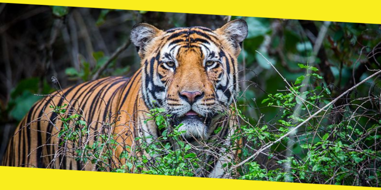 A Local Guide’s Recommendations to Exploring Forest Areas Around Bengaluru