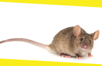 Pest Control How To Get Rid of Mice & Rodents