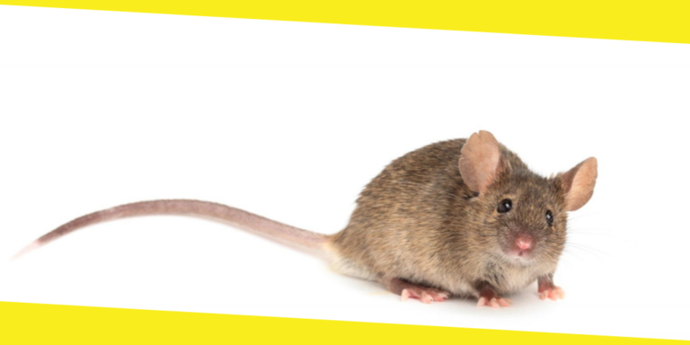 Pest Control How To Get Rid of Mice & Rodents