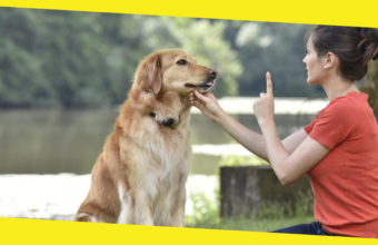 Why Dog Training Makes Total Sense