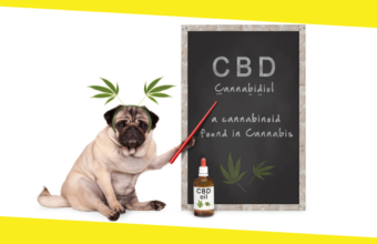 Can CBD Help Your Dog?