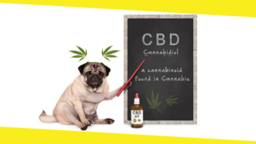 Can CBD Help Your Dog?