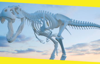 There Are Four Classifications of Dinosaur Skeletons