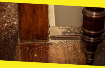 Easy Guide For Eliminating Termites From Your Property