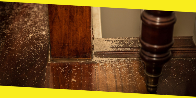 Easy Guide For Eliminating Termites From Your Property