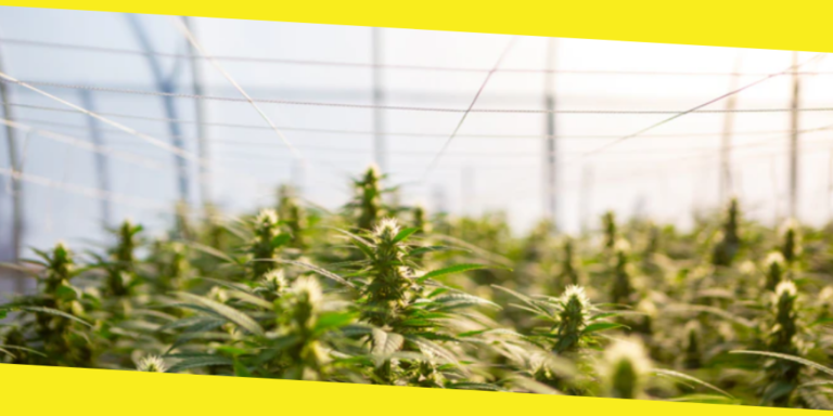In 2020 Hemp Farmers Continue Their Search for Flower-Storage Solutions