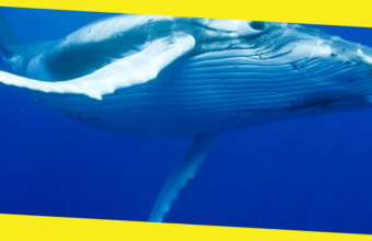 The Annual Migration of Humpback Whales Off the Coast of Sydney