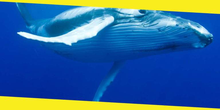 The Annual Migration of Humpback Whales Off the Coast of Sydney